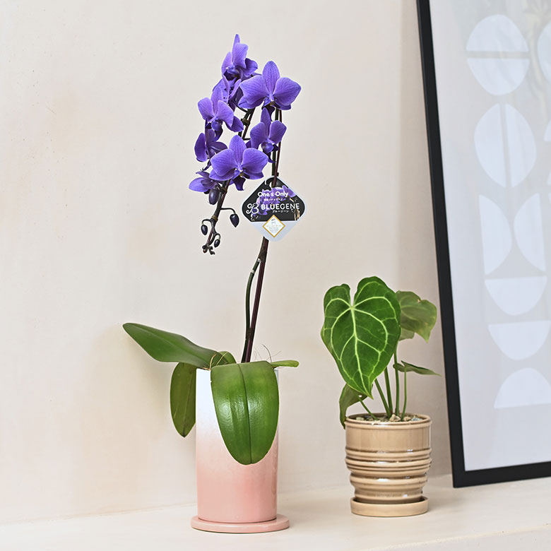 青色胡蝶蘭 ブルージーン 1本立鉢 Blue Gene 胡蝶蘭 コチョウラン