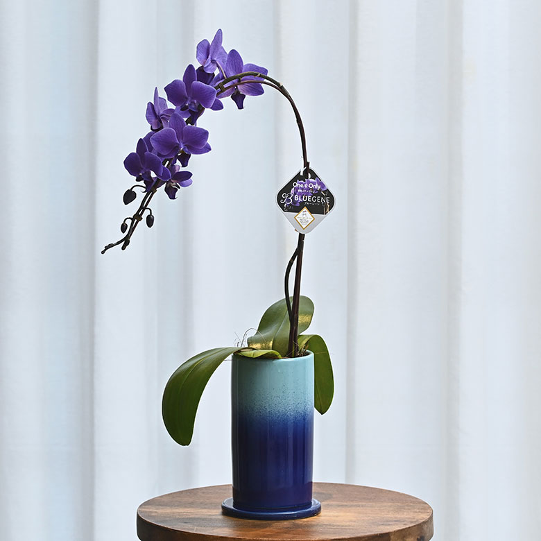 青色胡蝶蘭 ブルージーン 1本立鉢 Blue Gene 胡蝶蘭 コチョウラン
