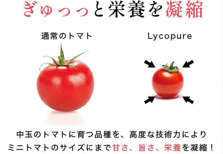 リコピュア トマトサプリ Lycopure H Tomato Supplement サプリ 60粒 持ち歩き 粒 錠剤 飲みやすい サプリメント  トマト 美味しい 健康 美容