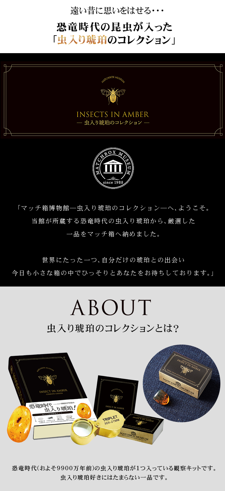 恐竜時代の昆虫 虫入り琥珀のコレクション マッチ箱博物館 科学雑貨