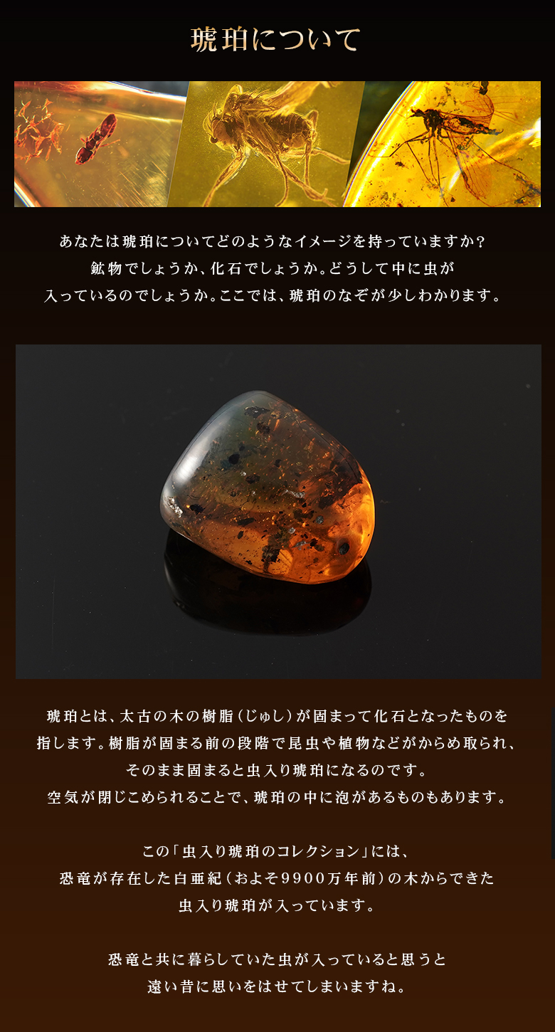 恐竜時代の昆虫 虫入り琥珀のコレクション マッチ箱博物館 科学
