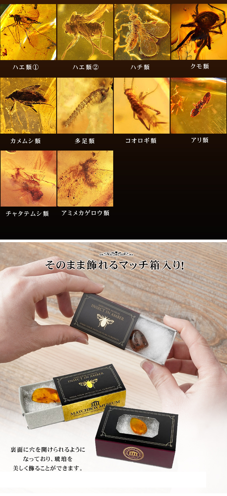恐竜時代の昆虫 虫入り琥珀のコレクション マッチ箱博物館 科学
