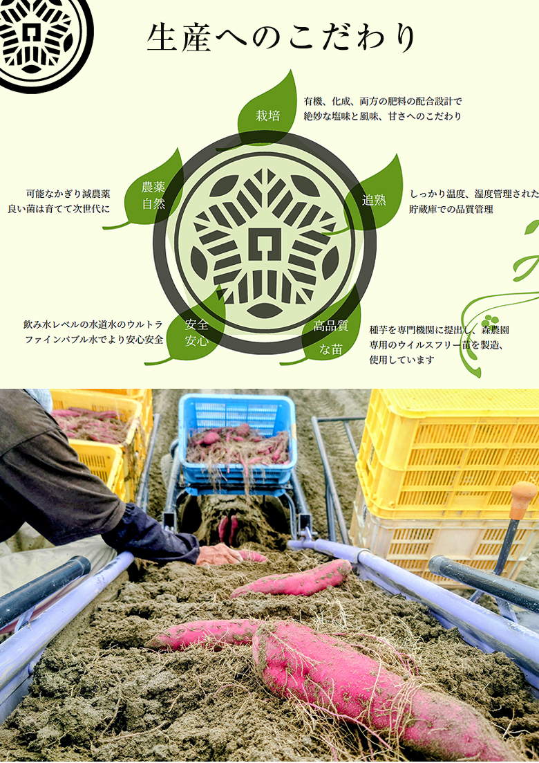 森農園 もりのいも 1.5kg BOX なると金時 鳴門金時 さつまいも