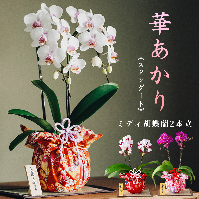 ミディ胡蝶蘭 2本立 華あかり【スタンダート】 はないろ 山田繊維