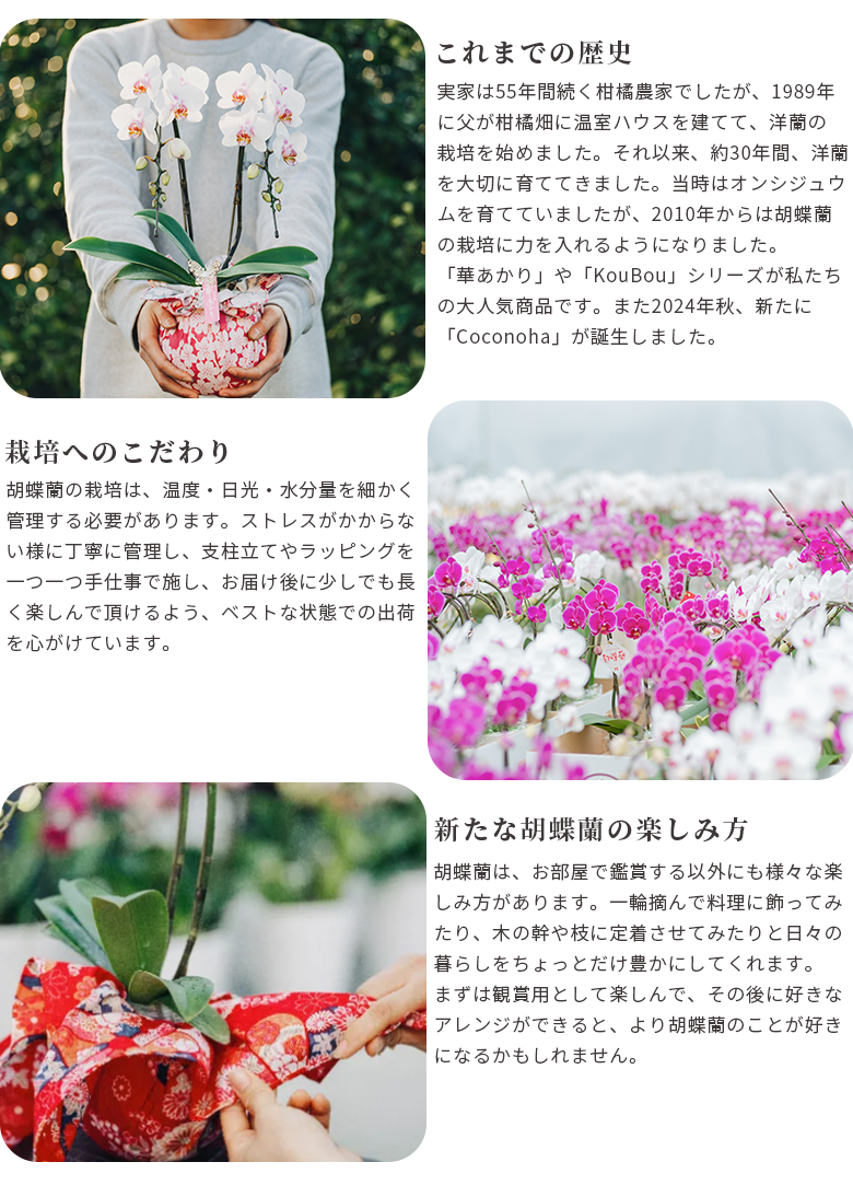 ミディ胡蝶蘭 2本立 華あかり【スタンダート】 はないろ 山田繊維