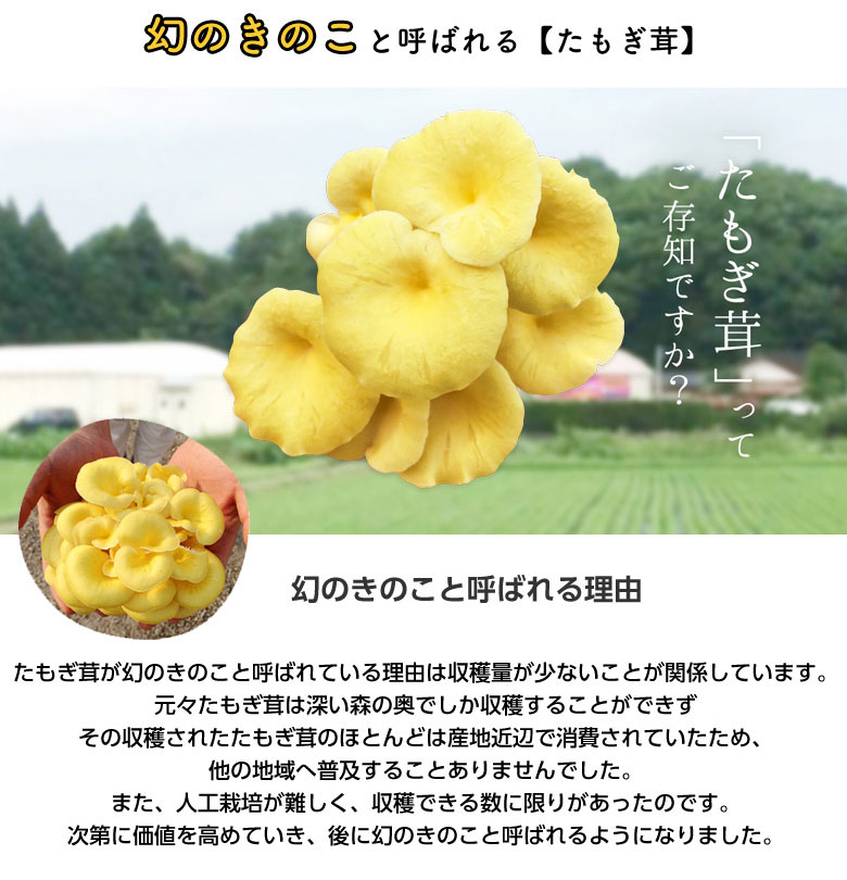 花咲たもぎ茸 錠剤 極 -kiwami- タモギタケ エルゴチオネイン たもぎ茸