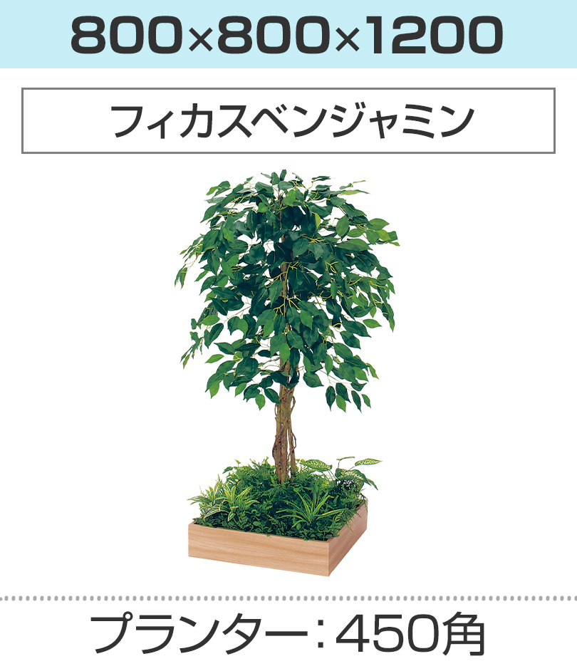 450角 フィカスベンジャミン 幅800×奥行800×高さ1200mm