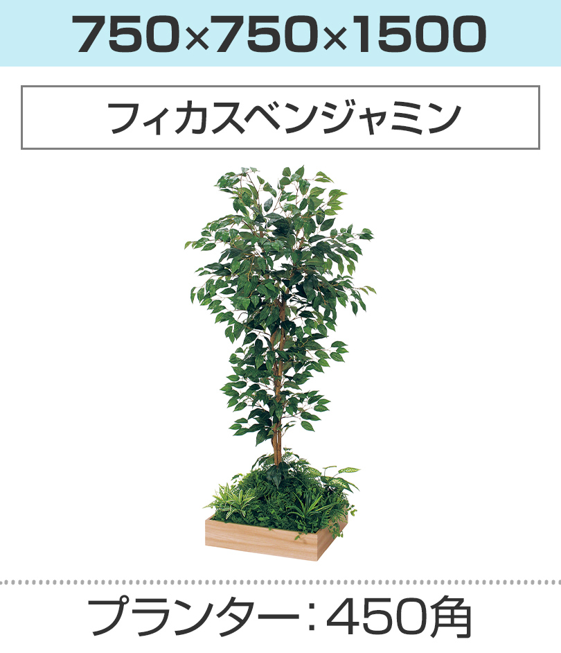 450角 フィカスベンジャミン 幅750×奥行750×高さ1500mm