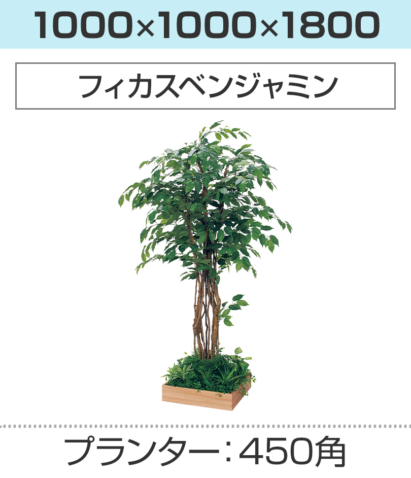 450角 フィカスベンジャミン 幅1000×奥行1000×高さ1800mm