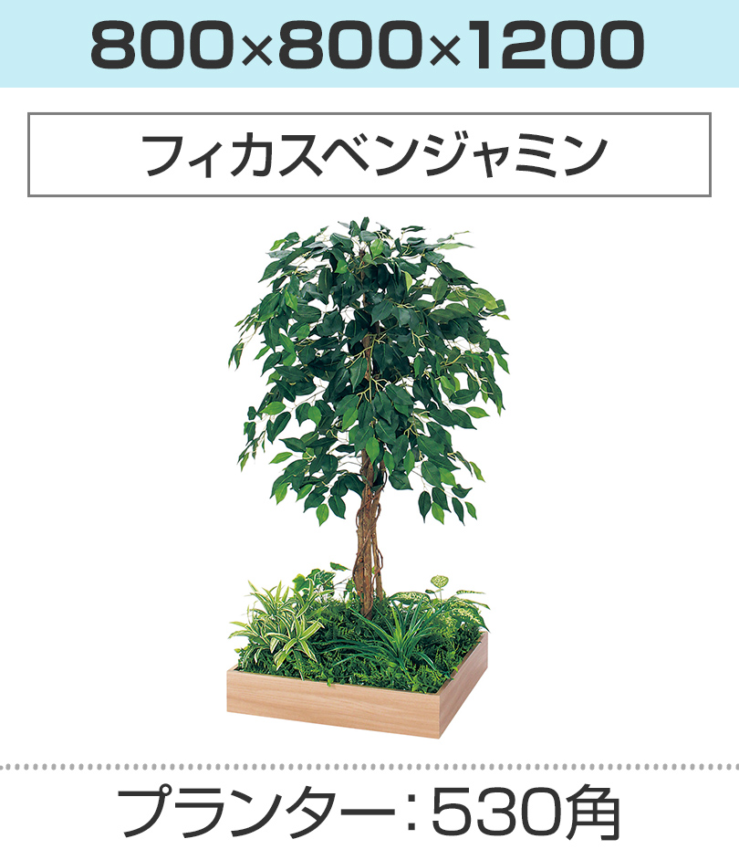 530角 フィカスベンジャミン 幅800×奥行800×高さ1200mm
