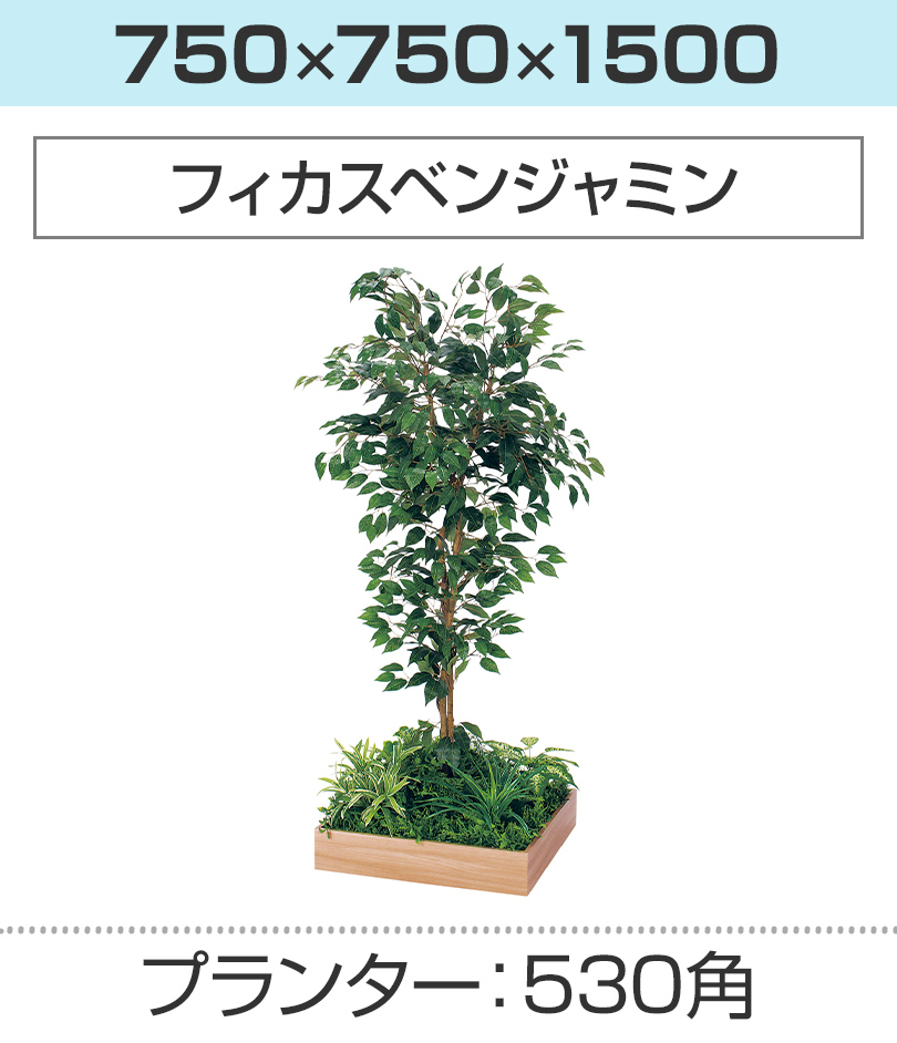 530角 フィカスベンジャミン 幅750×奥行750×高さ1500mm