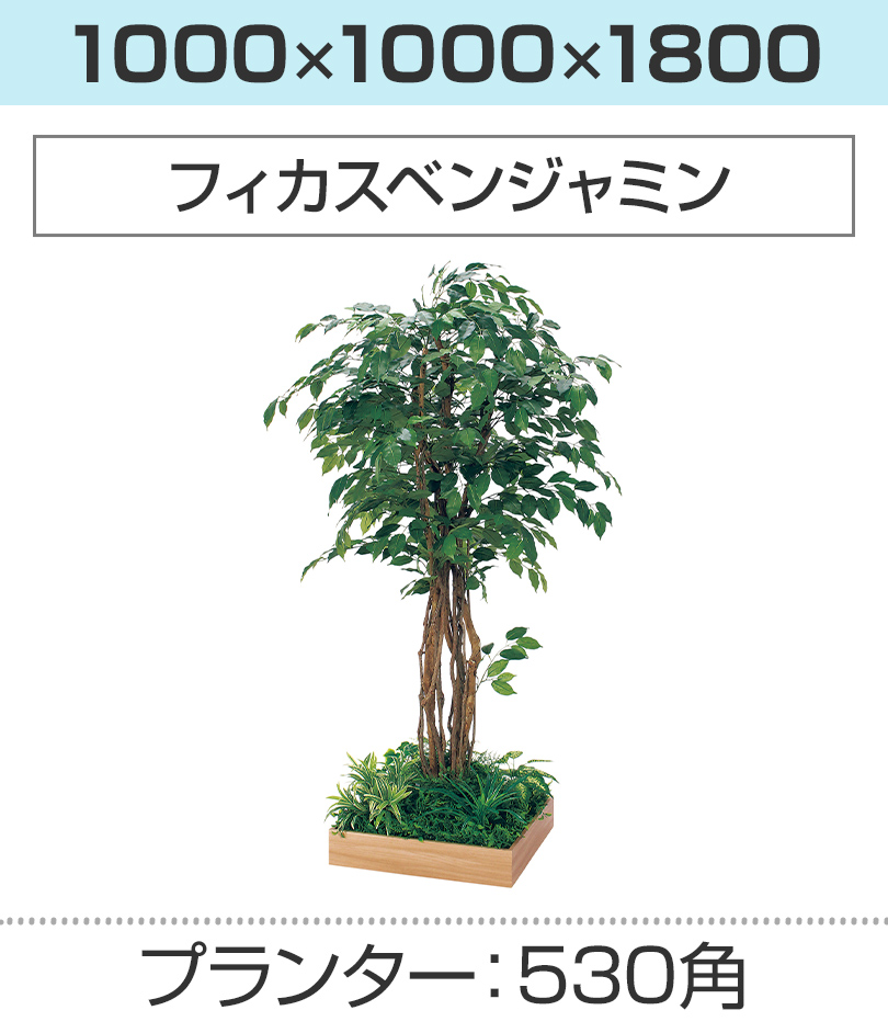 530角 フィカスベンジャミン 幅1000×奥行1000×高さ1800mm