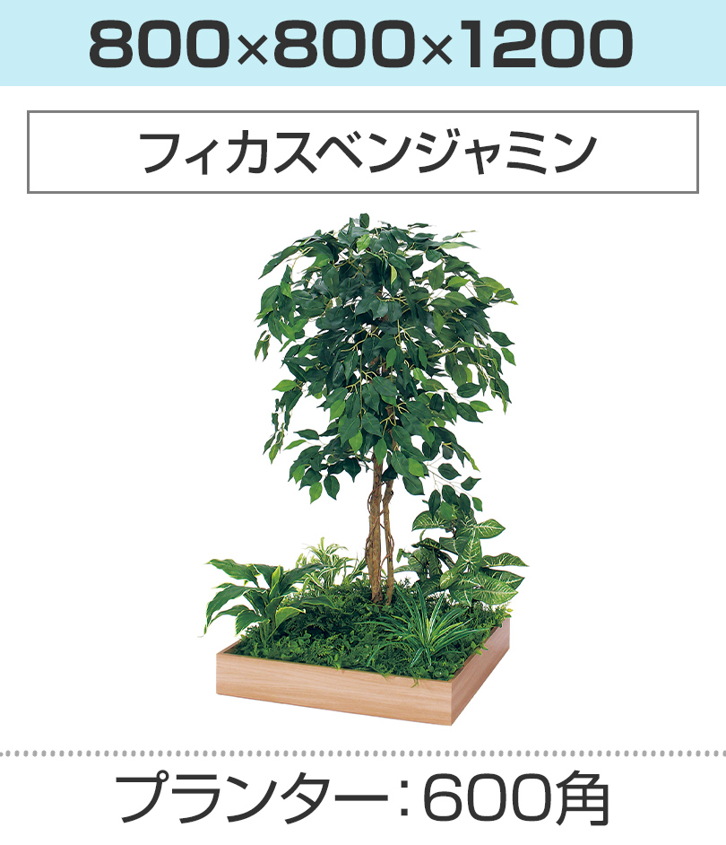600角 フィカスベンジャミン 幅800×奥行800×高さ1200mm