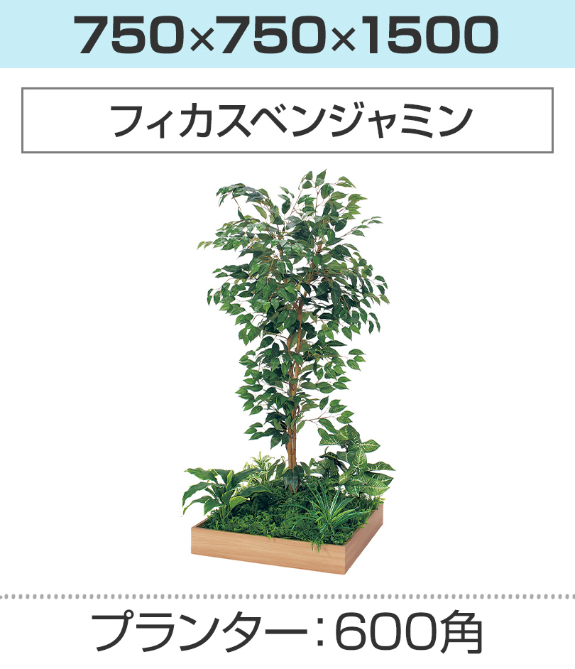 600角 フィカスベンジャミン 幅750×奥行750×高さ1500mm