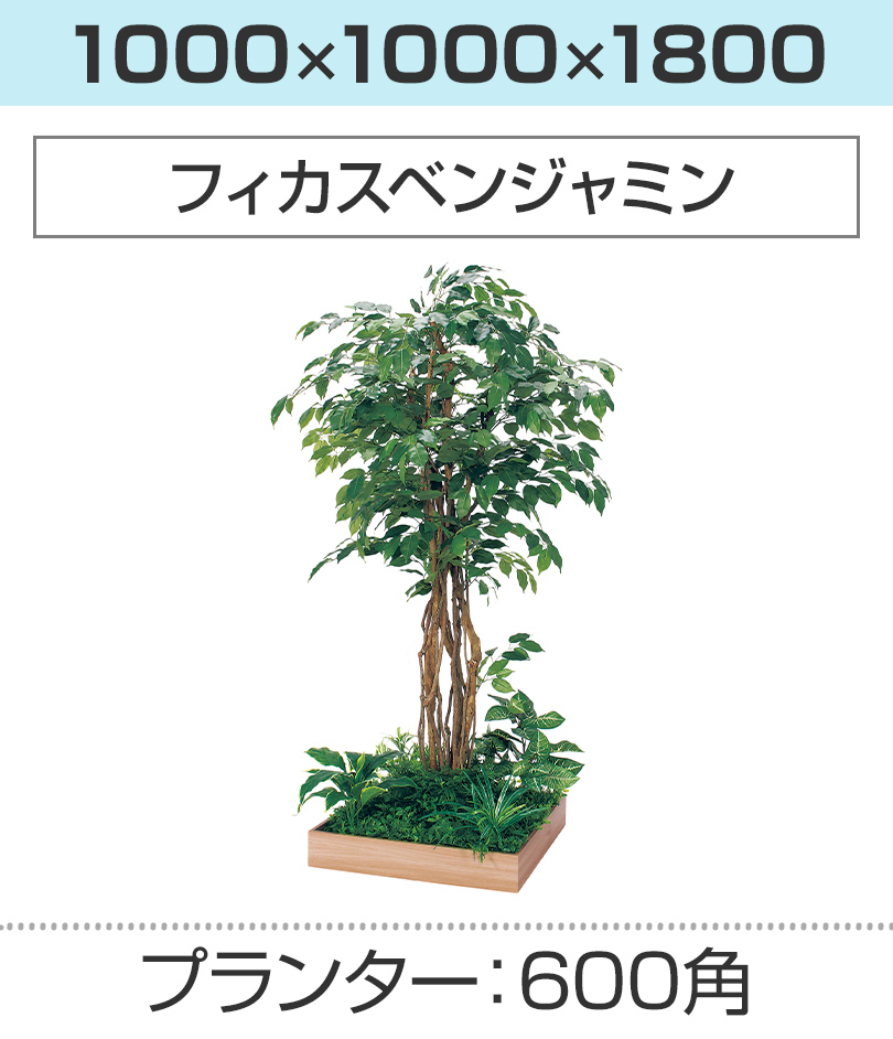 600角 フィカスベンジャミン 幅1000×奥行1000×高さ1800mm