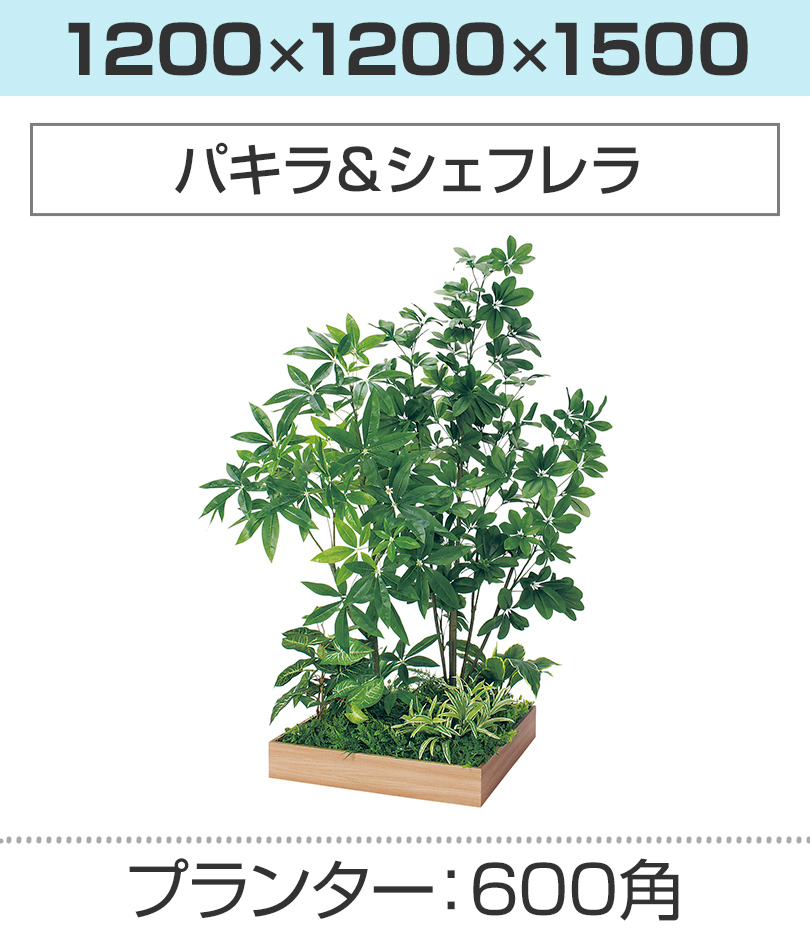 600角 パキラ＆シェフレラ 幅1200×奥行1200×高さ1500mm