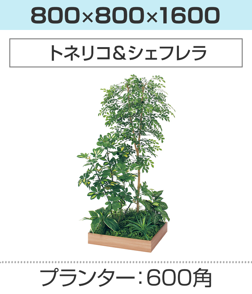 600角 トネリコ＆シェフレラ 幅800×奥行800×高さ1600mm