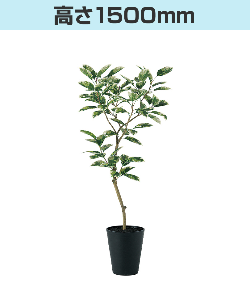 高さ1500mm