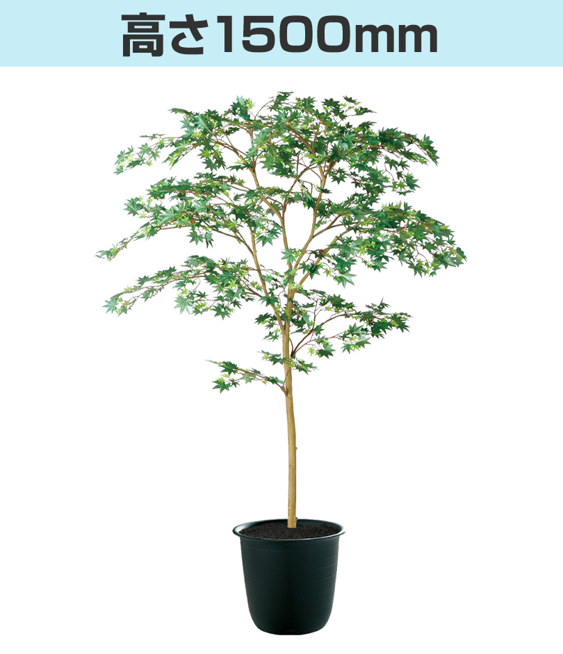 グリーン高さ1500