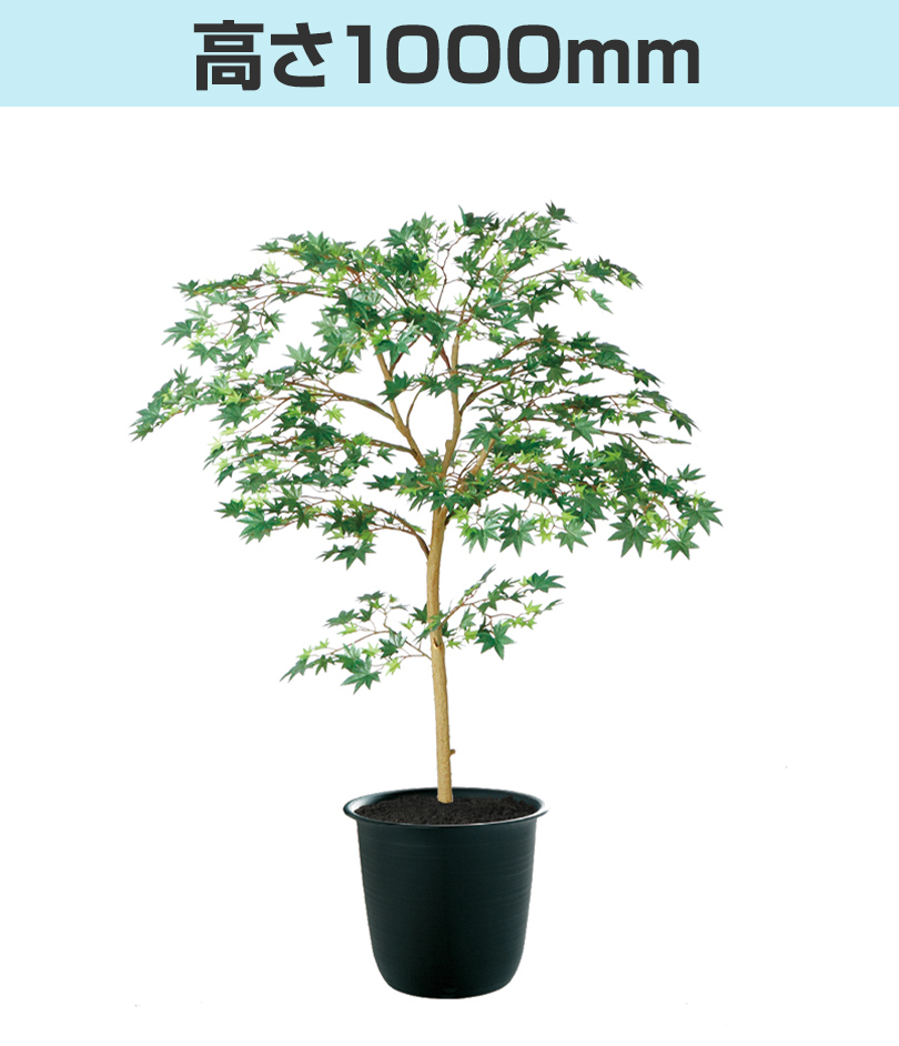 グリーン高さ1000