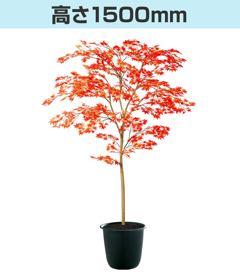 レッド高さ1500