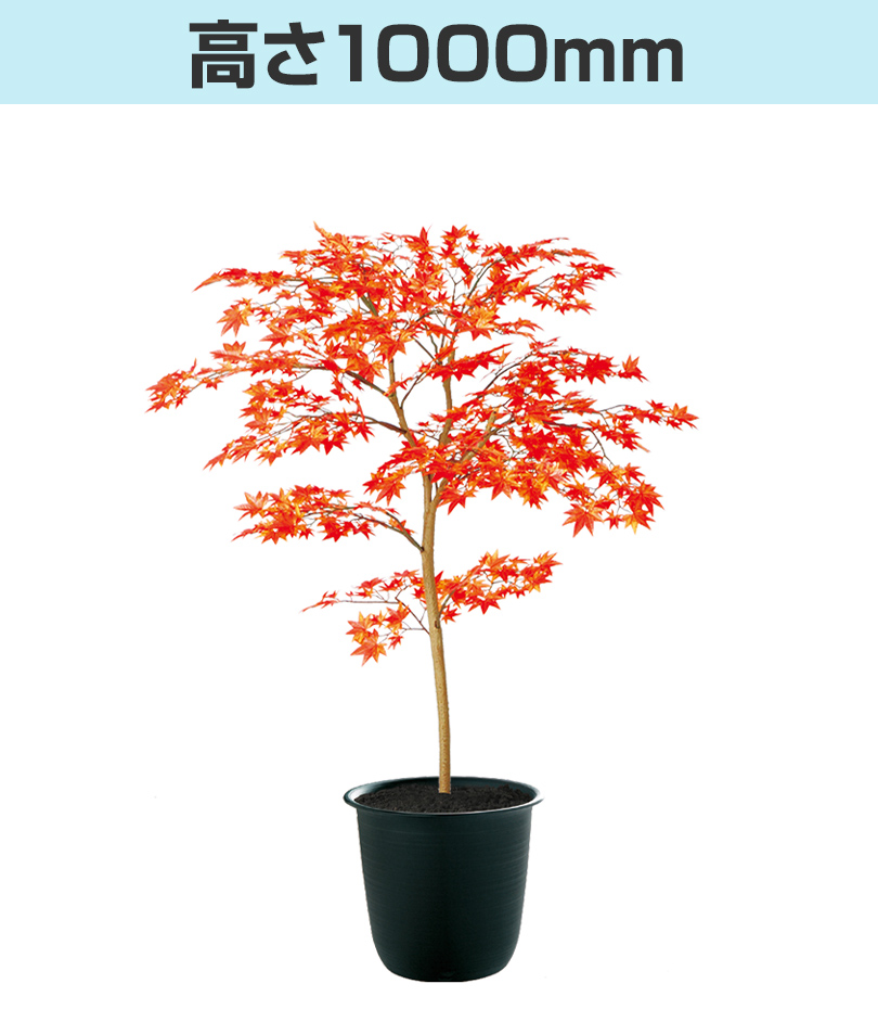 レッド高さ1000