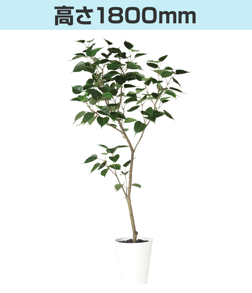 高さ1800mm