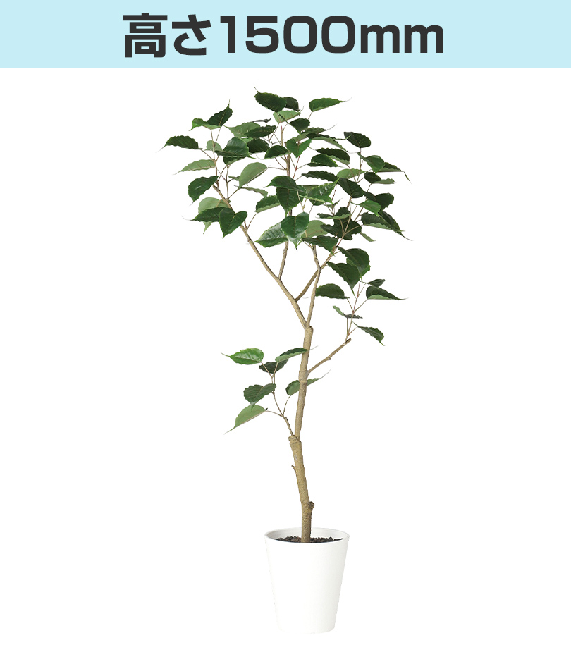 高さ1500mm