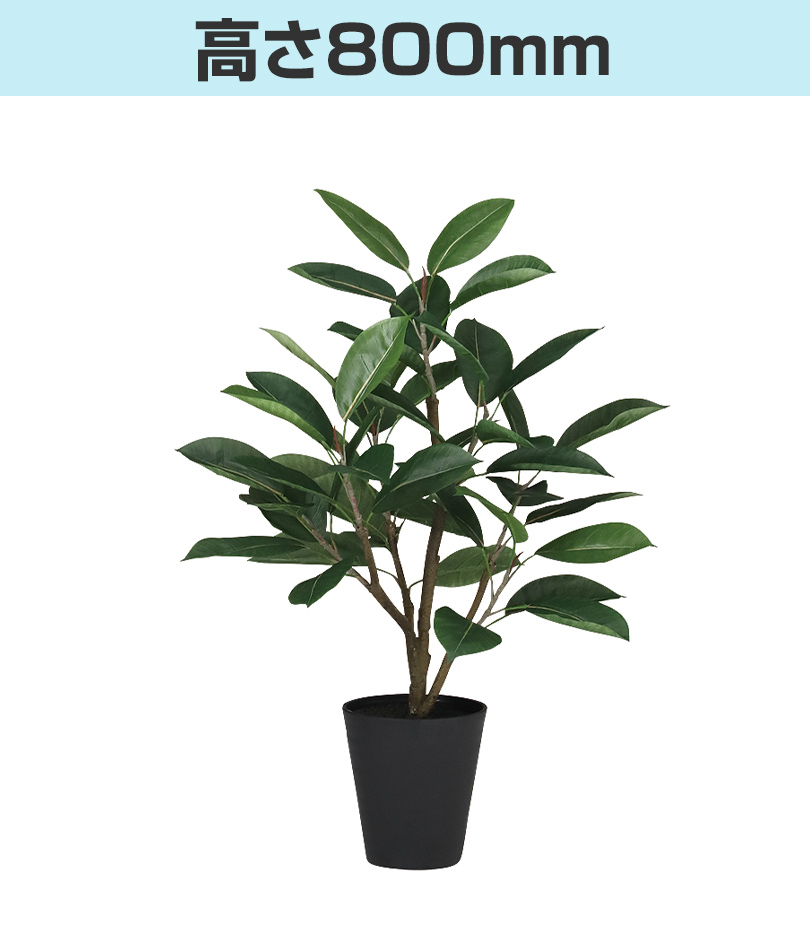 高さ800mm