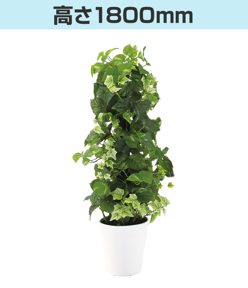 高さ1800mm