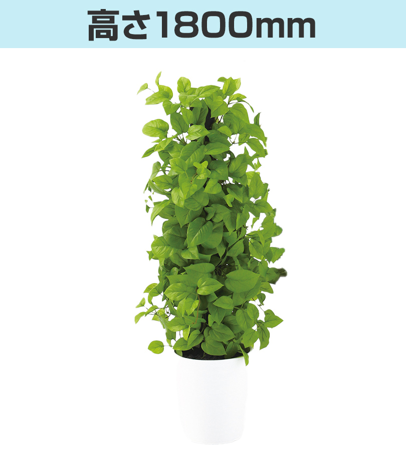 高さ1800mm
