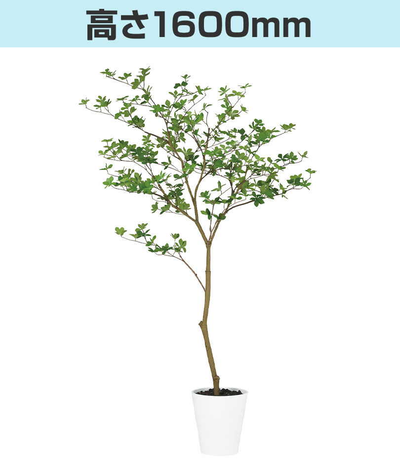高さ1600mm