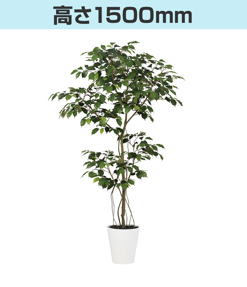 高さ1500mm