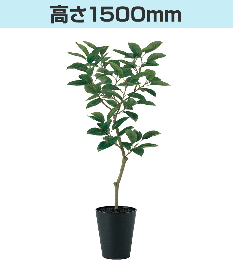高さ1500mm