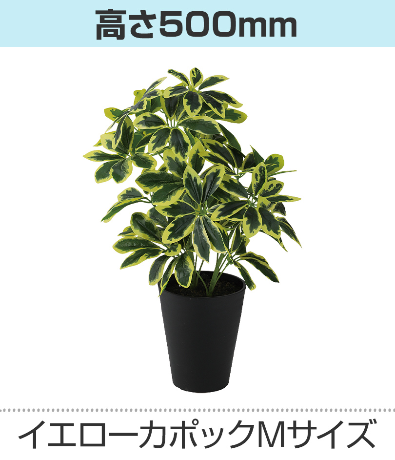 イエロー高さ500