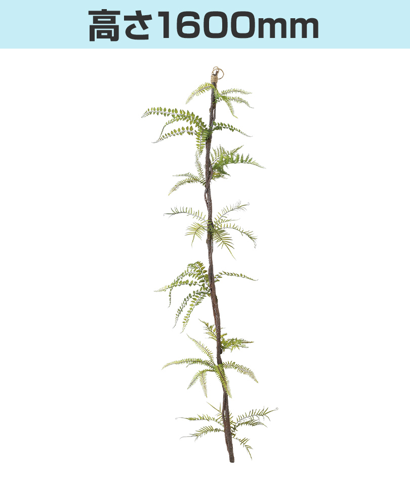高さ1600mm