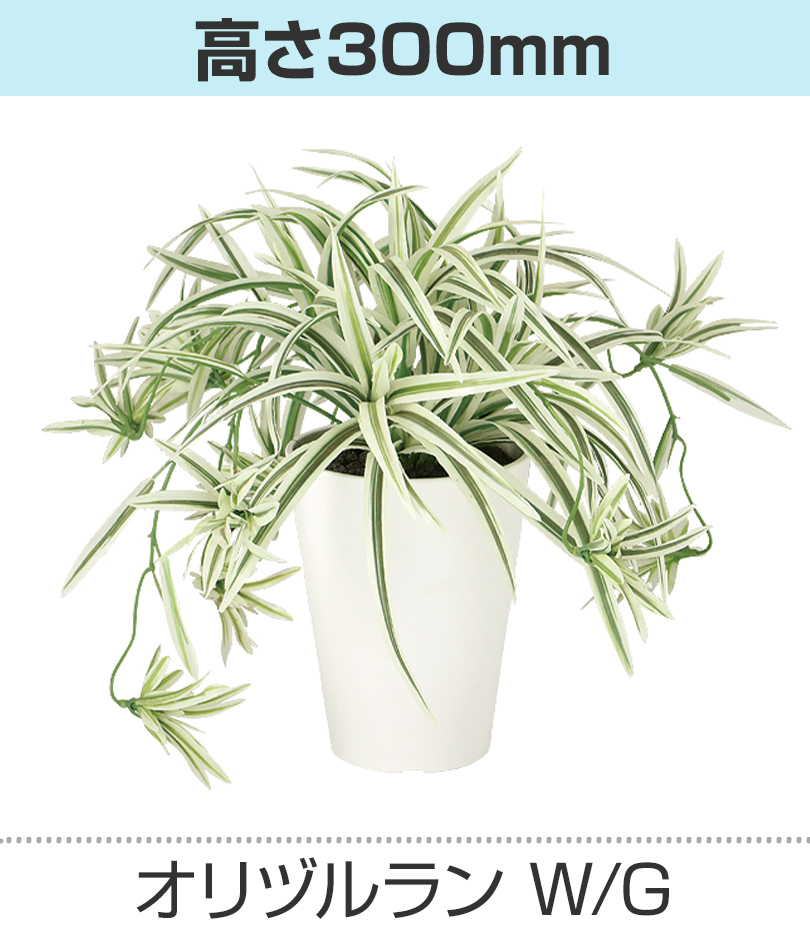 ホワイトグリーン