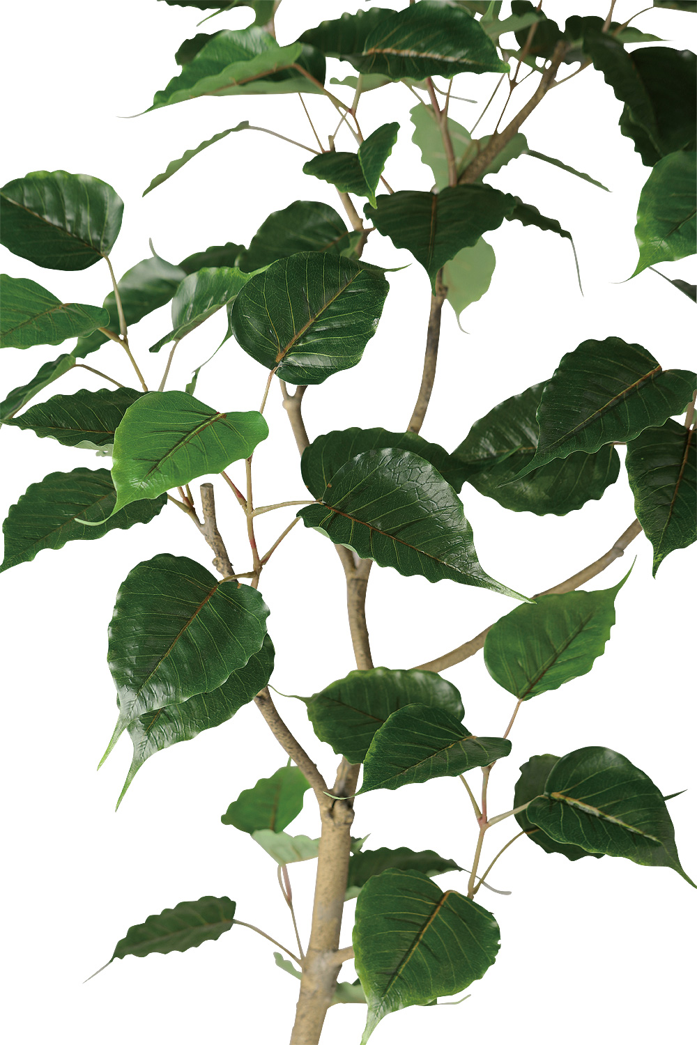 インドボダイジュ FST 幅50 × 奥行45 × 高さ120cm フェイクグリーン オフィスグリーン 観葉植物 フェイク 人工観葉植物 大型 移転祝い 開店祝いの画像