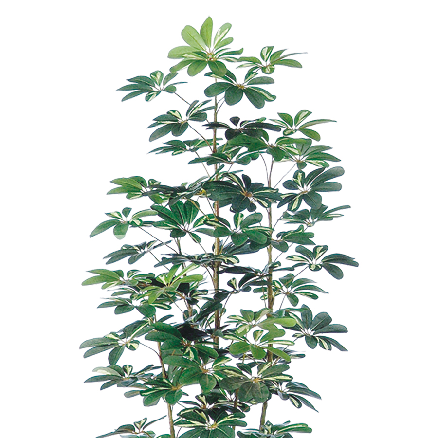 光触媒 シェフレラ　幅80 × 奥行80 × 高さ180cm　フェイクグリーン オフィスグリーン 観葉植物 フェイク 人工観葉植物 大型 移転祝い 開店祝い_1