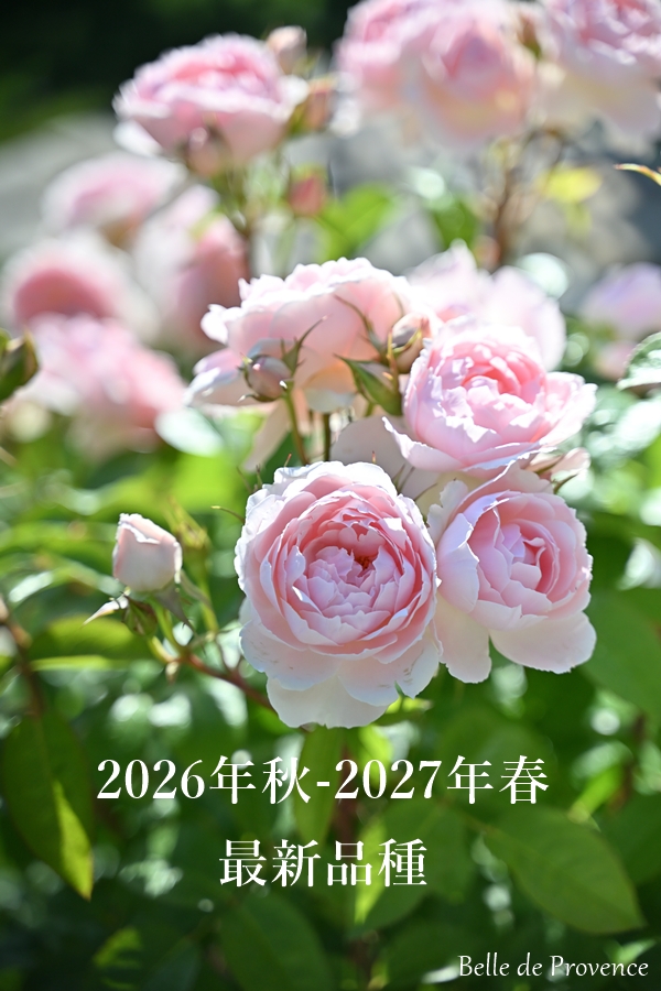 ホワイト・メイディランド（バラ苗：修景バラ） 大苗予約 : 大神