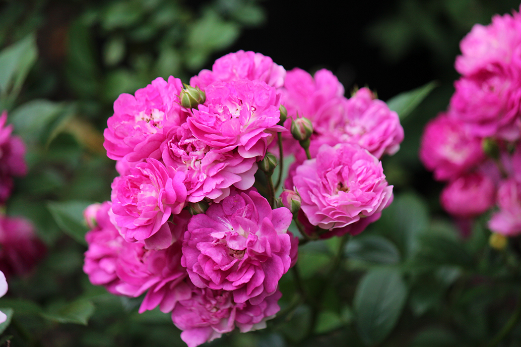パニエ（バラ苗：河本バラ園）大苗予約 《種苗登録出願中》 : 大神