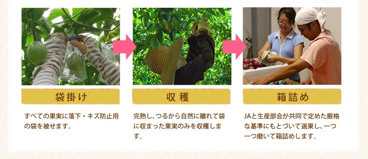 小笠原パッションフルーツ 大玉（25〜30玉入り） : 小笠原産直