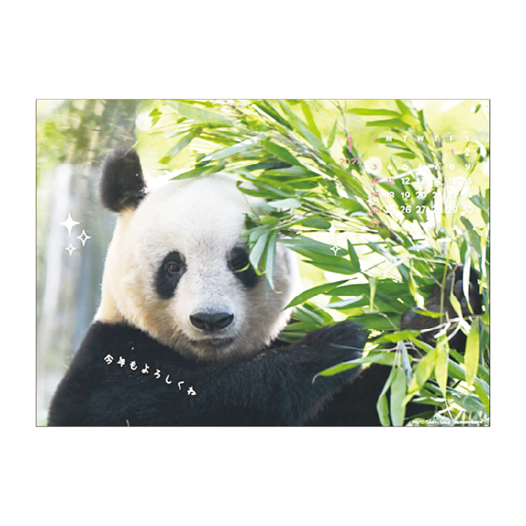 パンダ卓上カレンダー 見本3