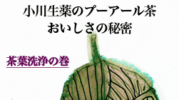 【 100年以上続く生薬会社の プーアル茶 】 5g×30袋 5個+1個プレゼント 小川生薬 爆買の画像
