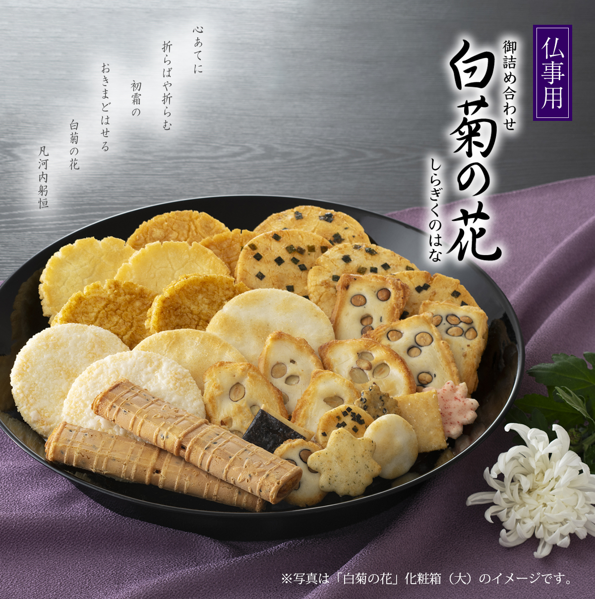 白菊の花