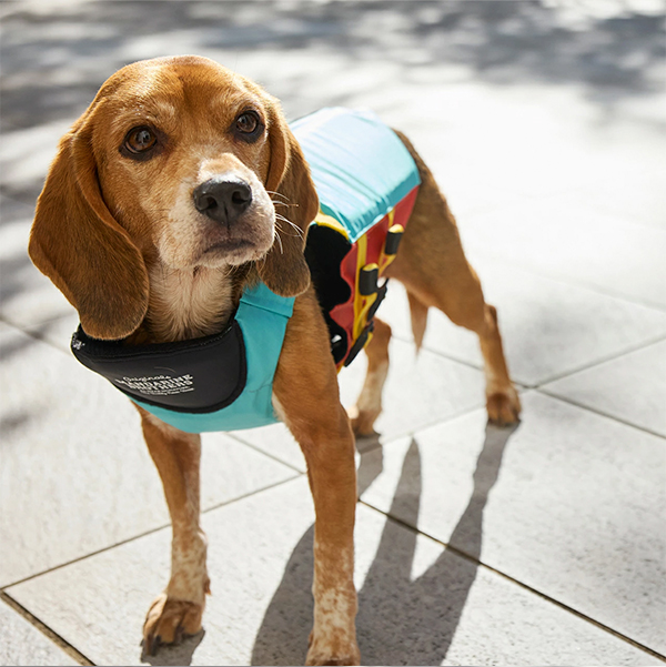 犬用フローティングジャケット 着用例