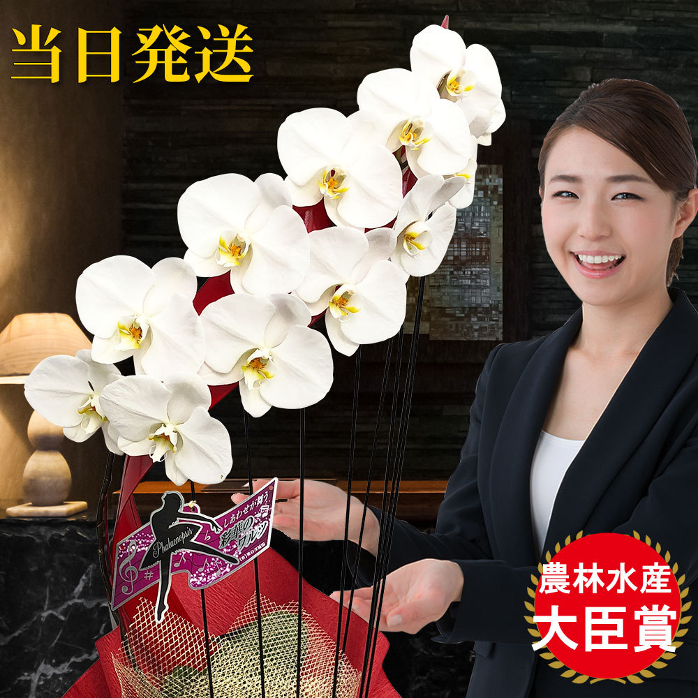 人気ブランド お中元 大輪 胡蝶蘭 たて琴 1本立ち オリジナル らせん型 会社設立 オープン 内祝い スタンド 大輪 お供え 葬儀 葬式 仏事 法事 １回忌 献花 おしゃれ 絶対一番安い Www Simon Page Com