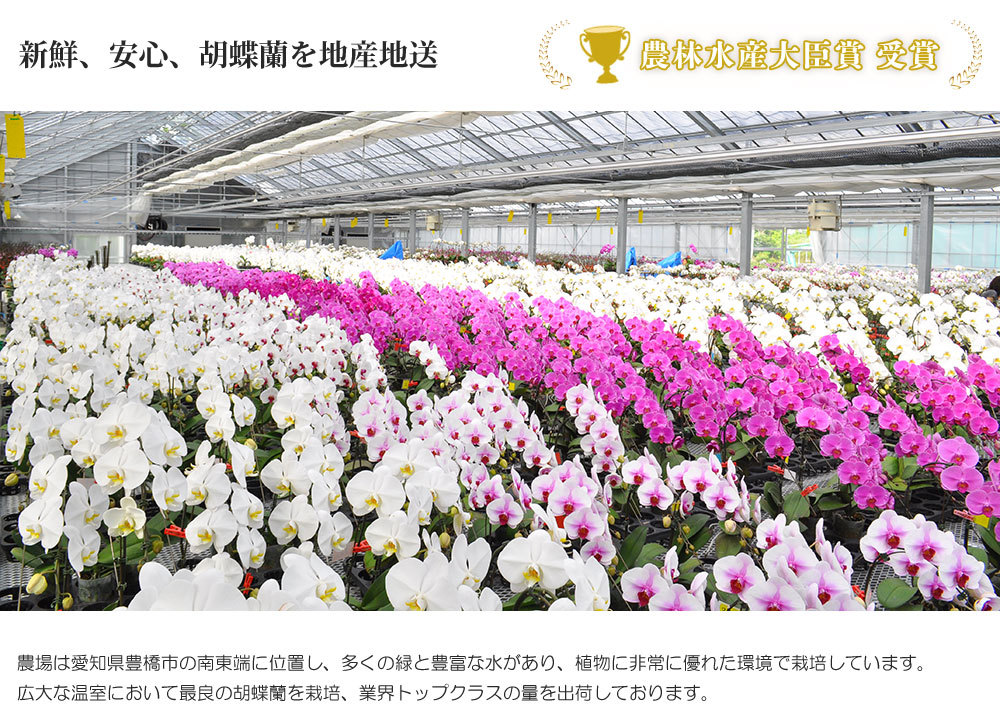 ワンサイズ 残りわずか 鉢花 鉢植え お祝い メッセージ無料 送料無料 お中元 胡蝶蘭 大輪5本立ち45輪以上 白 お届け設置付き 会社設立 オープン 内祝い スタンド 大輪 ３本立ち ５本立ち お供え 葬儀 葬式 仏事 法事 １回忌 生花 生花ワンサイズ 23 001 Kunichang Com