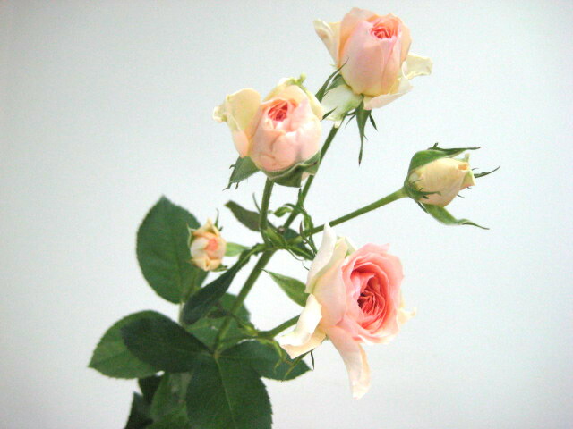 165-feri-005-1.jpg