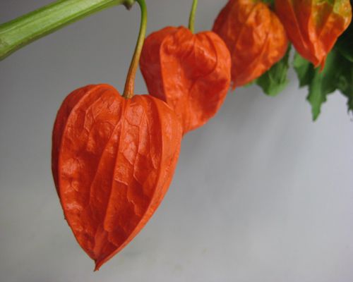 ホオヅキ エダモノ ほおずき ほおづき 1本 切花 切り花 お供え 喪中